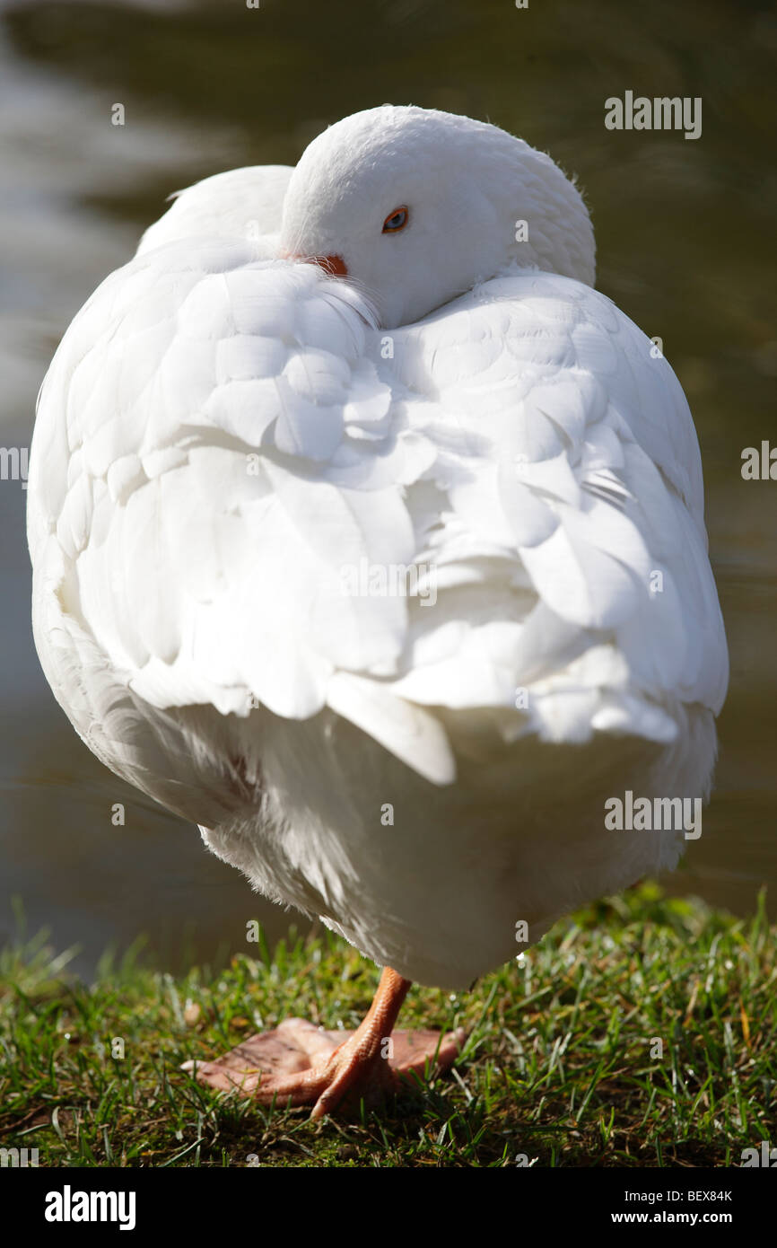 Mais au repos méfier goose par les rives de la Tamise à Oxford 4 Banque D'Images