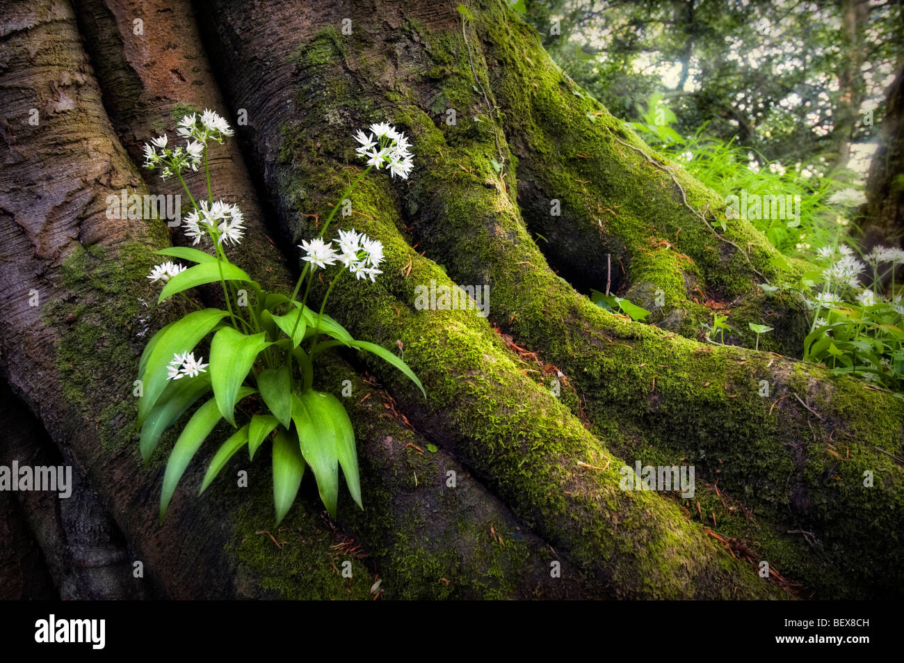 L'ail sauvage plante poussant hors de vieilles racines des arbres couverts de mousse avec les rayons du soleil en arrière-plan prises à Monmouthshire Tintern Banque D'Images