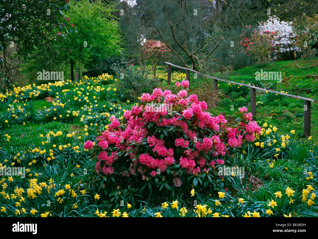Le "printemps" jardins au printemps au Château de Belvoir avec fleurs colorées Banque D'Images