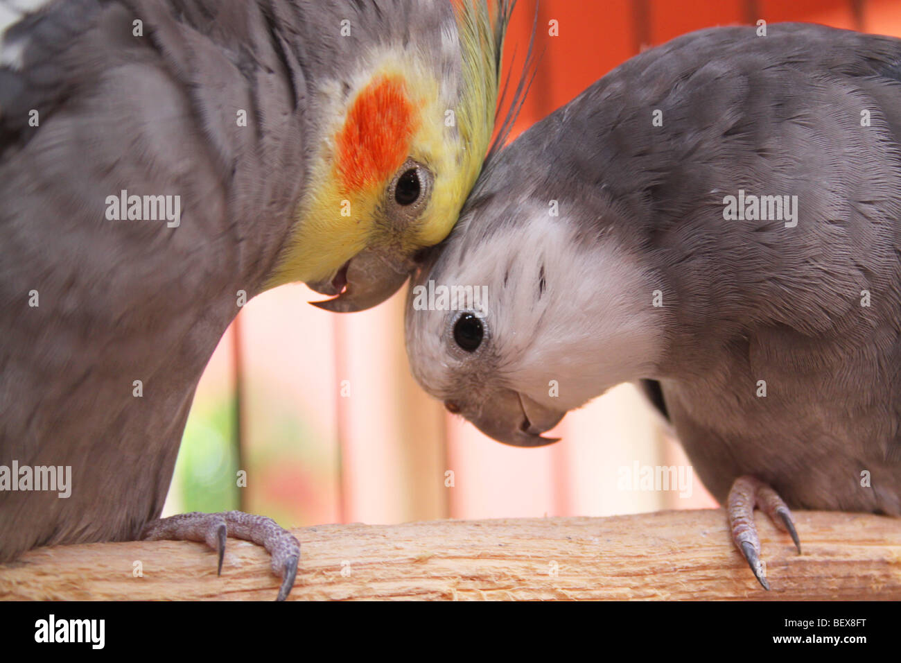 La danse des oiseaux en cage, Zoetry Paraiso de la Bonita Resort, le long de la Riviera Maya de Cancun, Mexique Photo Stock - Alamy La danse des oiseaux en cage, Zoetry Paraiso de la Bonita Resort, le long de la Riviera Maya de Cancun, Mexique Photo Stock - Alamy