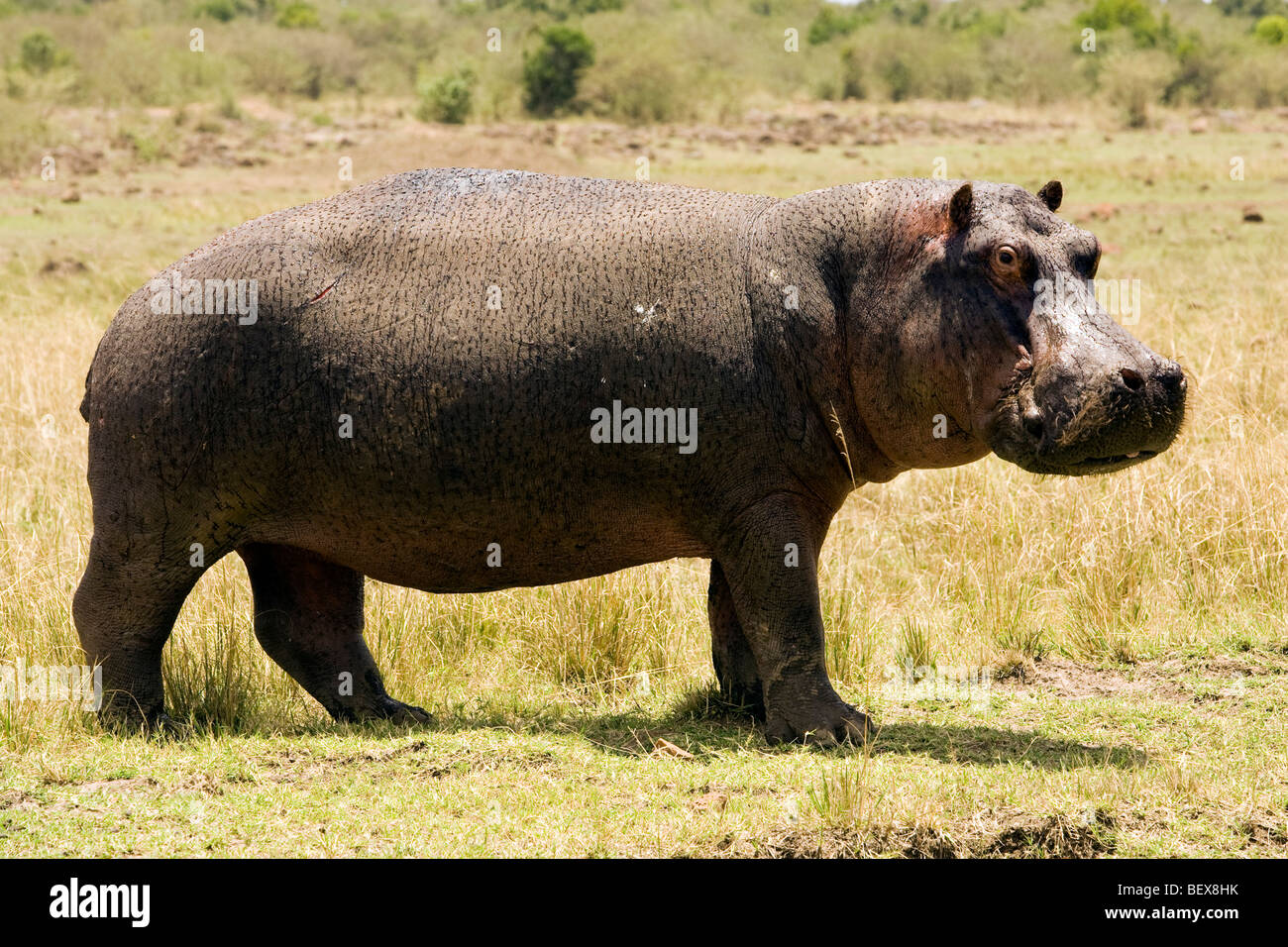 Hippopotamus - Masai Mara National Reserve, Kenya Banque D'Images