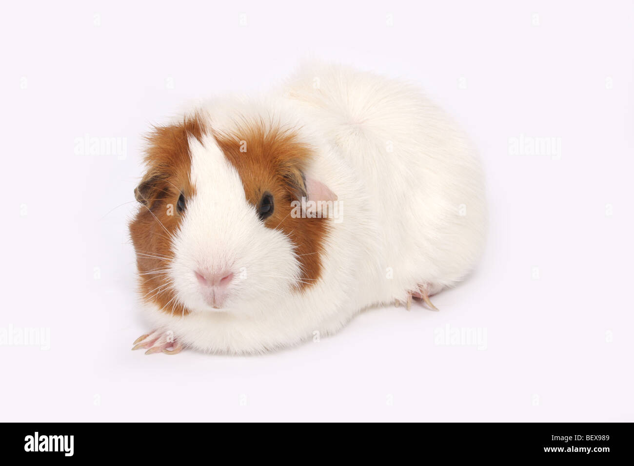 Un cochon d’Inde Banque D'Images