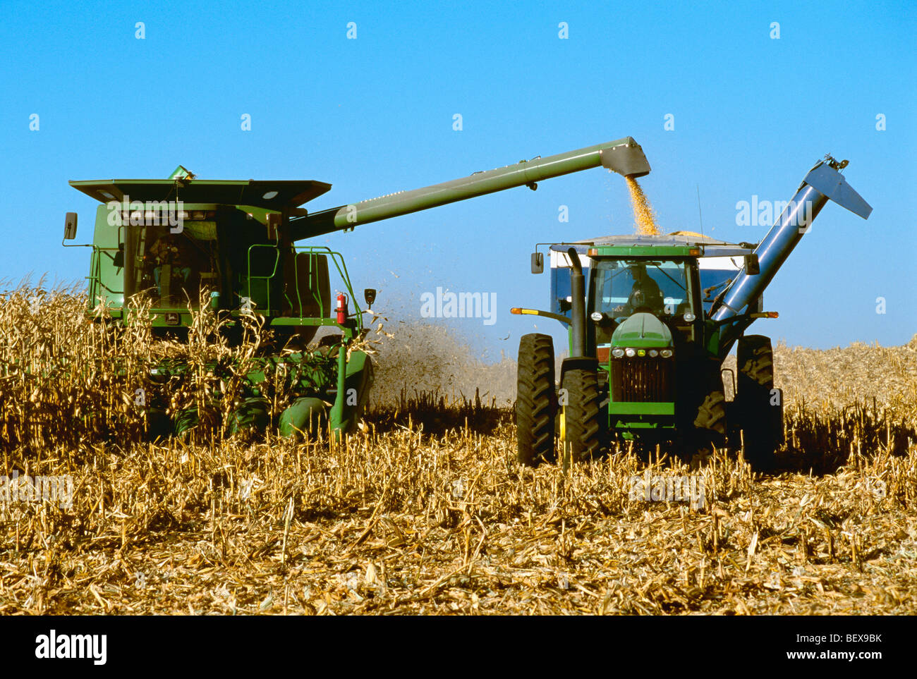 Une moissonneuse-batteuse John Deere maïs-grain récoltes tandis que la tarière récoltés dans un wagon de grain de maïs "à la volée" / New York, USA. Banque D'Images