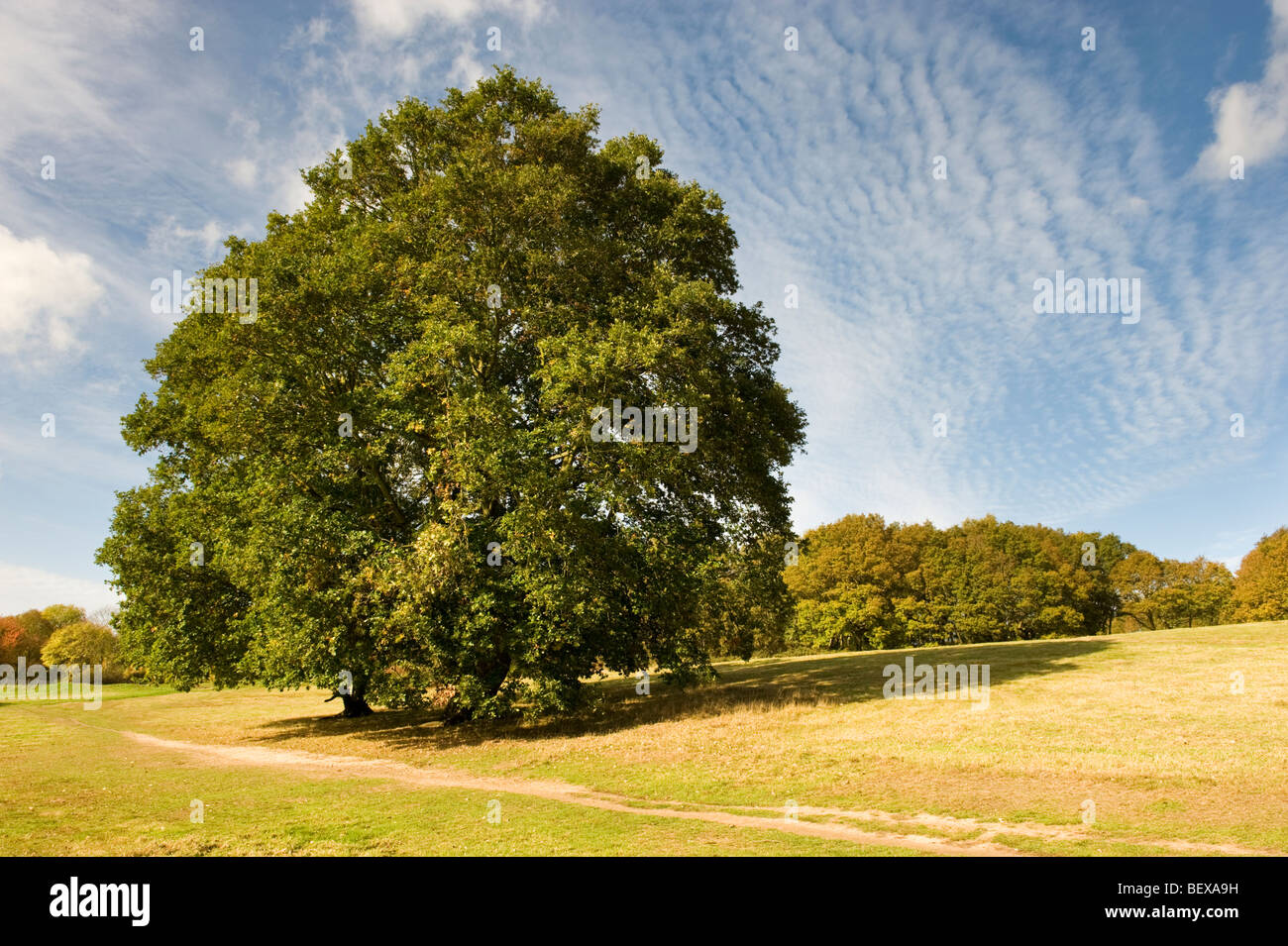 Un seul grand chêne feuillu sur des EISU UK Banque D'Images