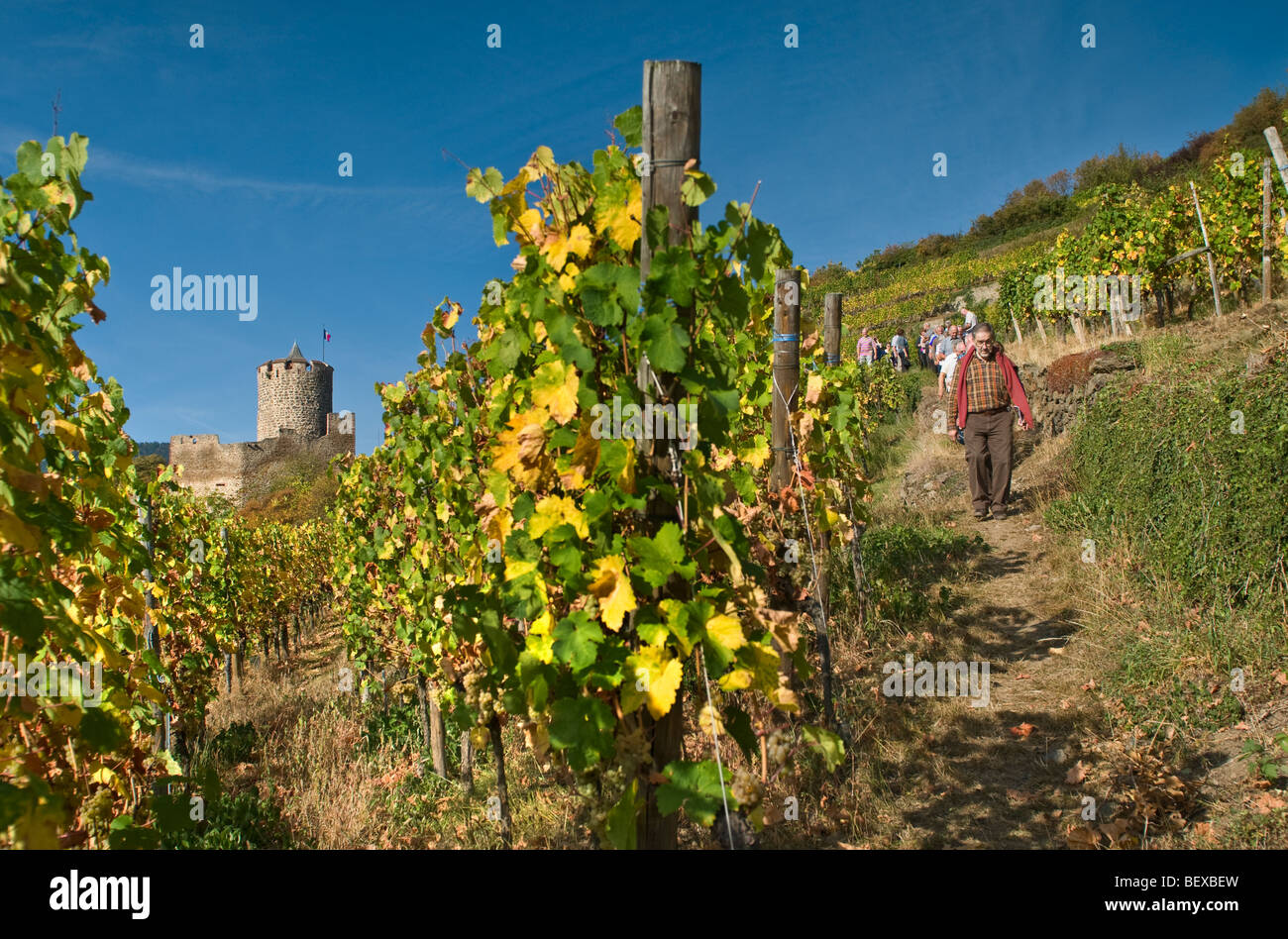 Le Château de Kaysersberg avec les marcheurs sur Visite guidée du grand cru Schlossberg vignes Kaysersberg Alsace France Banque D'Images