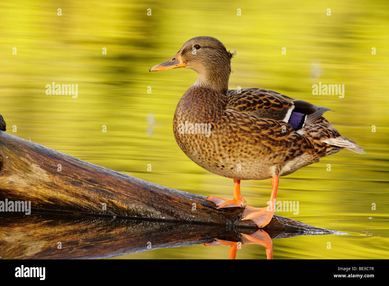 Femelle de canard colvert Banque de photographies et d’images à haute
