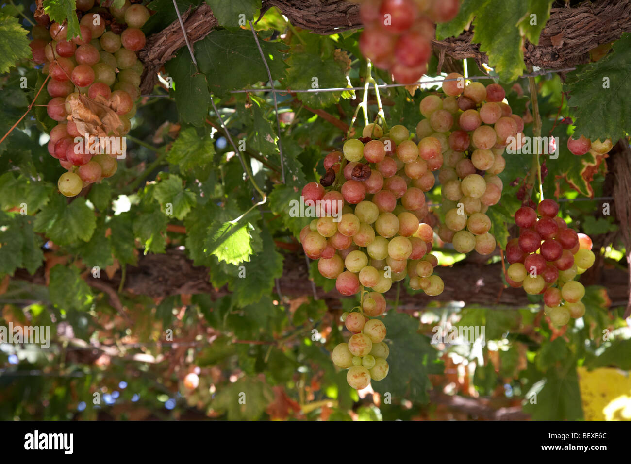 Grappes suspendues au-dessus de la vigne dans les motifs d'une petite exploitation viticole monastique dans les montagnes Troodos république de Chypre Europe Banque D'Images
