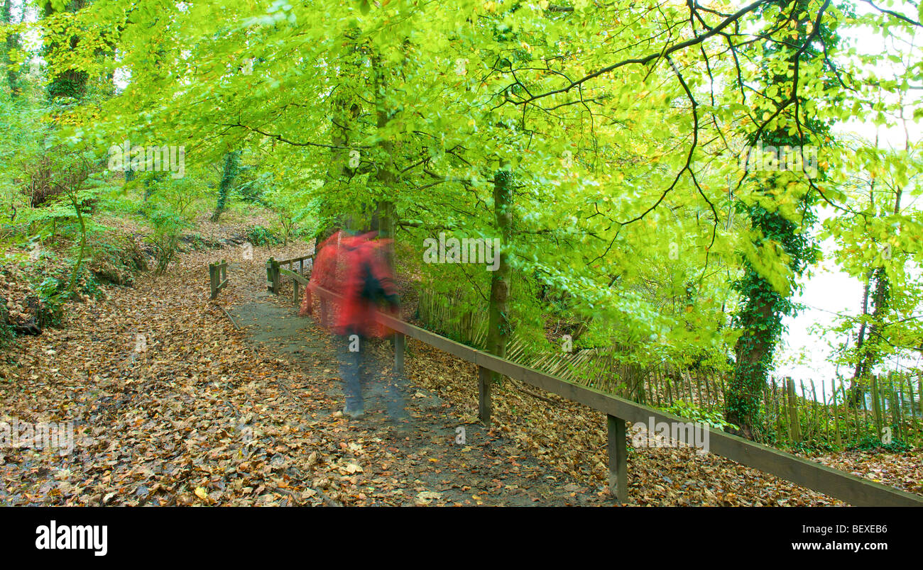 Homme portant un manteau rouge et portant un sac à dos en randonnée dans les bois d'automne,Chorley Lancashire, Royaume-Uni Banque D'Images