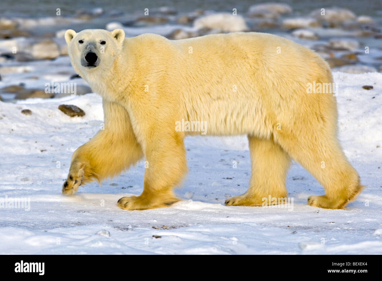 L'ours blanc, Ursus maritimus, sur la lisière de glace de la Baie d'Hudson, à Churchill, Manitoba, Canada. Banque D'Images