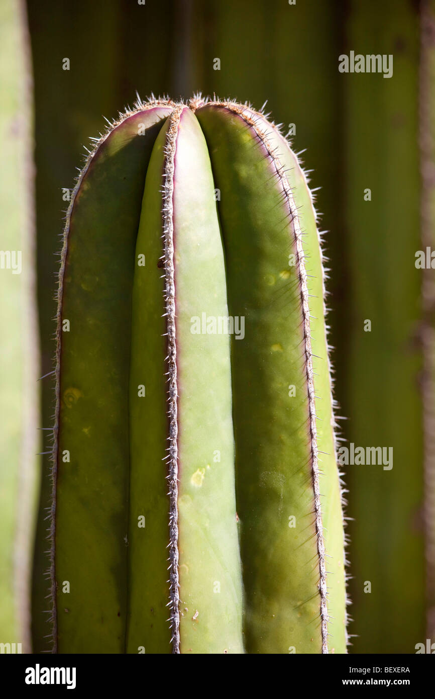 El Charco del Ingenia, Botanical Garden, San Miguel de Allende, Guanajuato, Banque D'Images