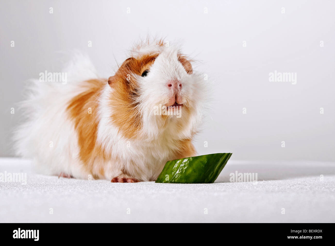 Cochon d'Inde est en train de manger le concombre, studio Banque D'Images
