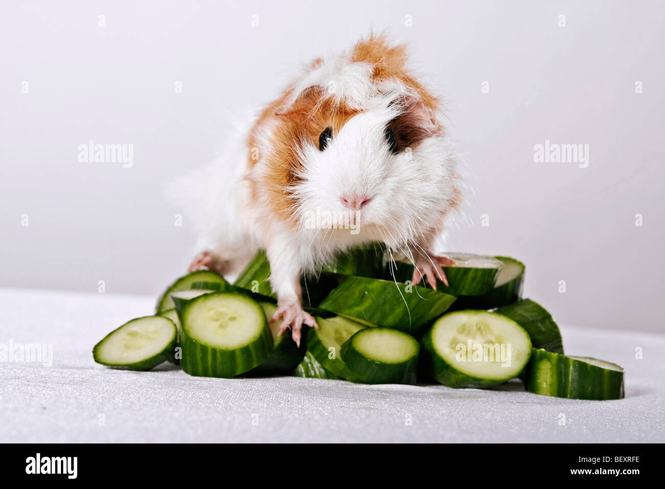 Cochon assis sur une colline de morceaux de concombre Banque D'Images