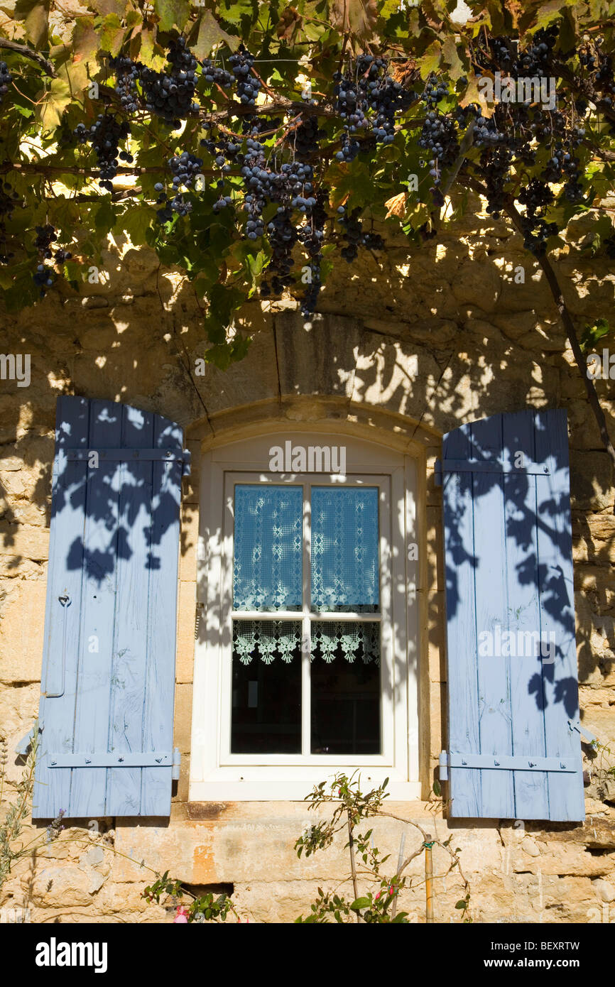 Grapes growing sur toute la fenêtre d'une maison en Provence. France Banque D'Images