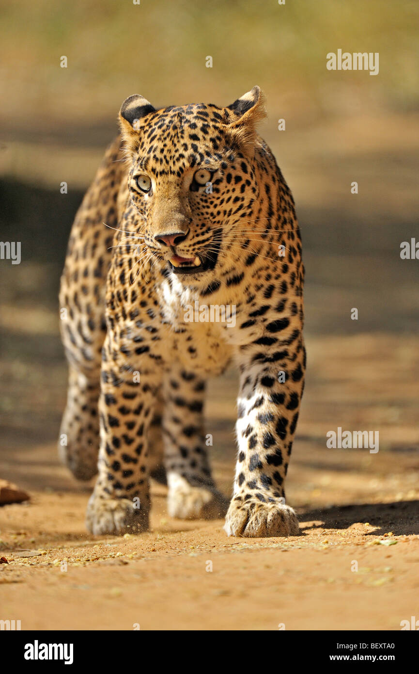 Leopard sur les pistes dans la réserve de tigres de Ranthambhore Banque D'Images