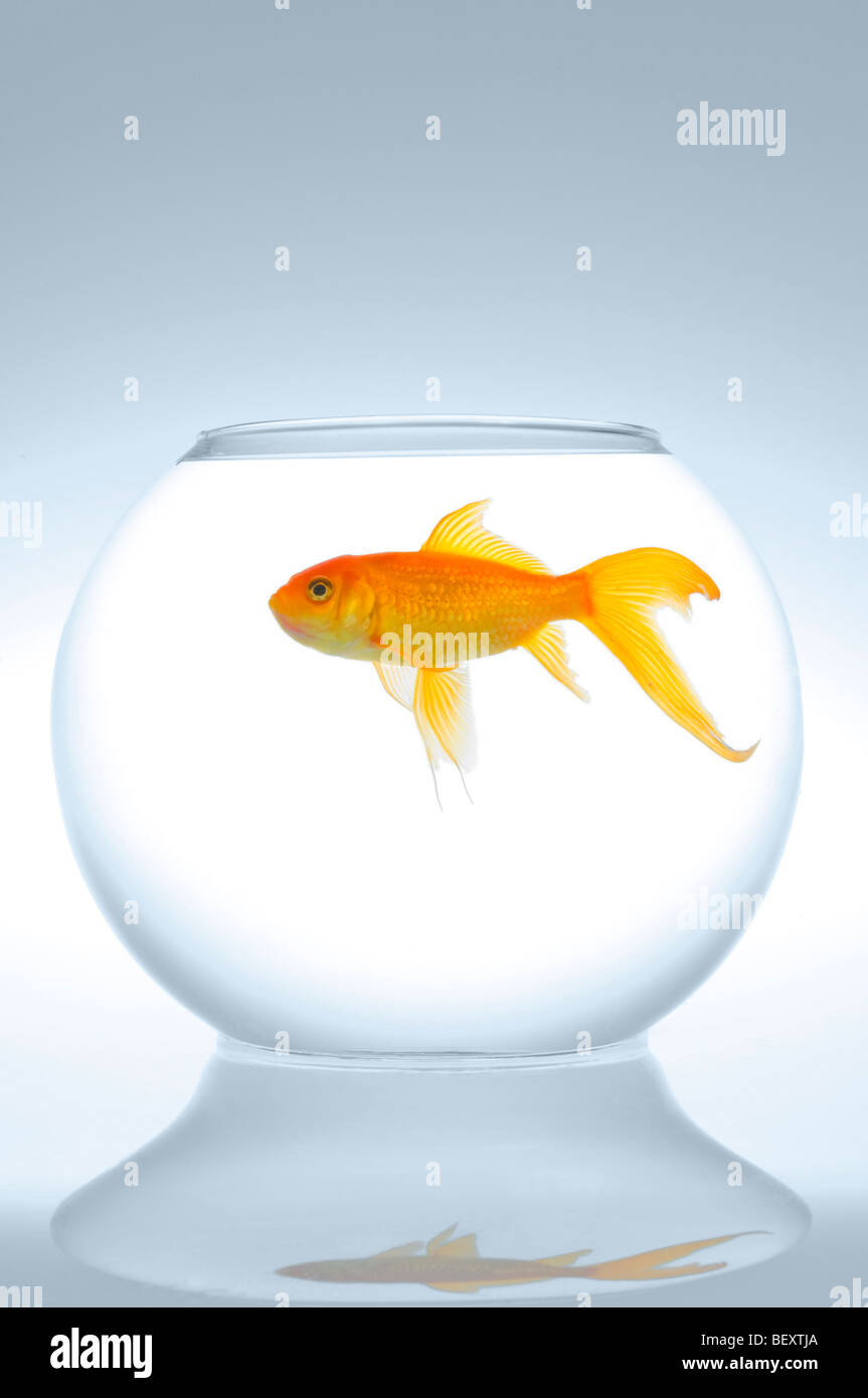 Un seul le carassin (Carassius auratus) dans un bol. Banque D'Images