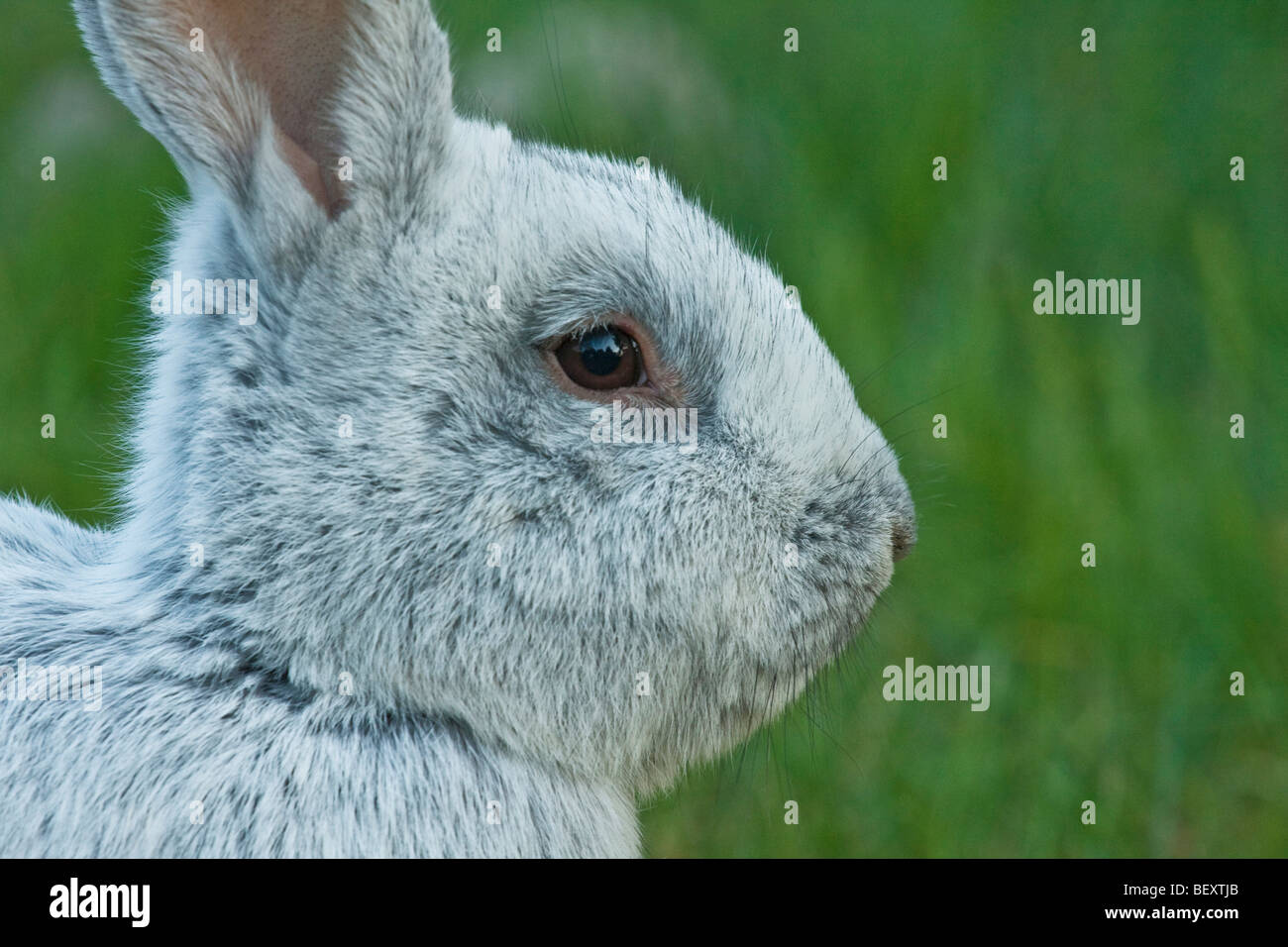 Portrait de lapin gris argent à l'extérieur Banque D'Images