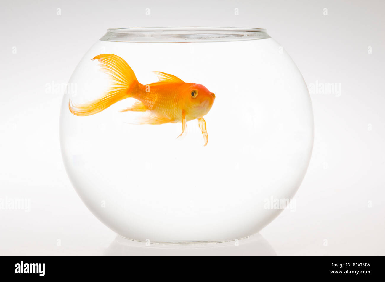 Un seul le carassin (Carassius auratus) dans un bol. Banque D'Images