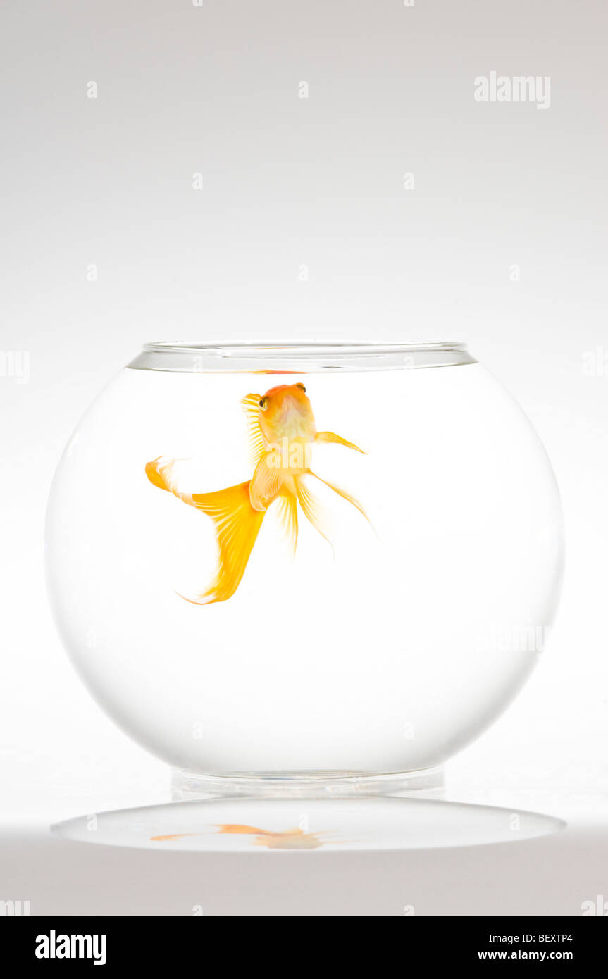 Un seul le carassin (Carassius auratus) dans un bol. Banque D'Images