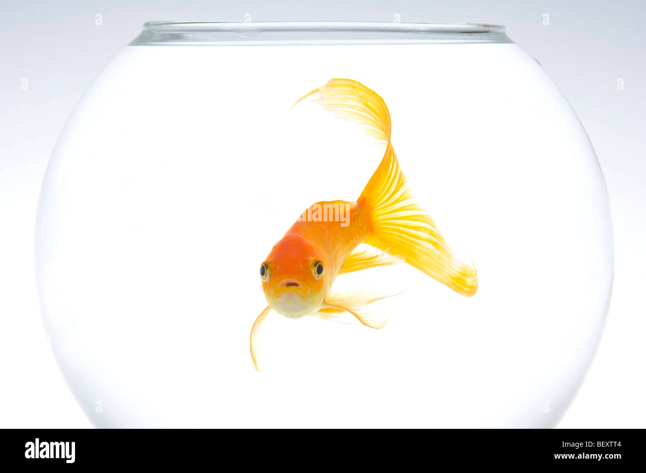 Un seul le carassin (Carassius auratus) dans un bol. Banque D'Images