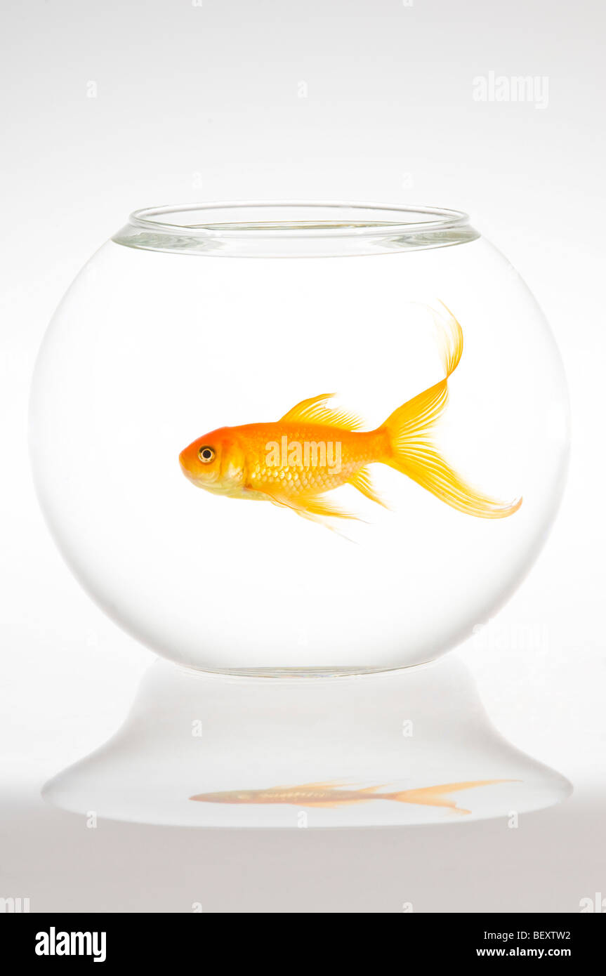 Un seul le carassin (Carassius auratus) dans un bol. Banque D'Images