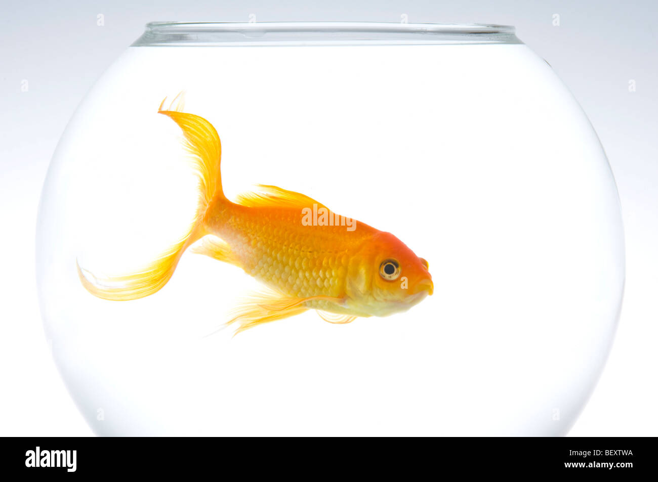 Un seul le carassin (Carassius auratus) dans un bol. Banque D'Images