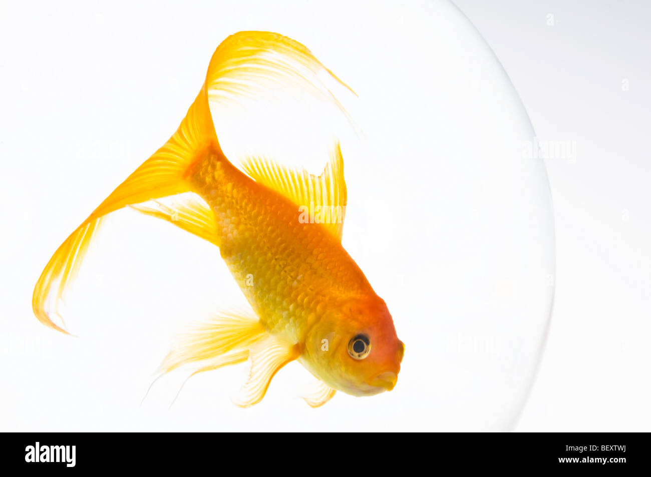 Un seul le carassin (Carassius auratus) dans un bol. Banque D'Images