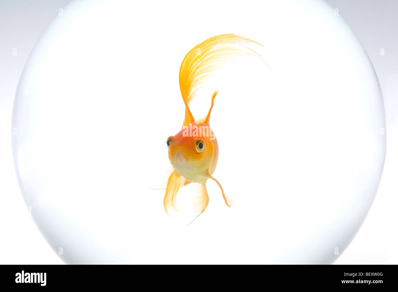 Un seul le carassin (Carassius auratus) dans un bol. Banque D'Images