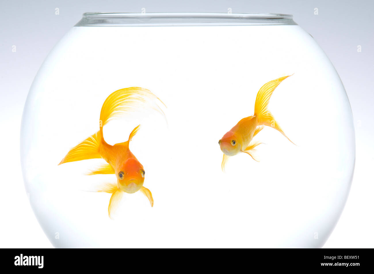 Deux le carassin (Carassius auratus) dans un bol. Banque D'Images