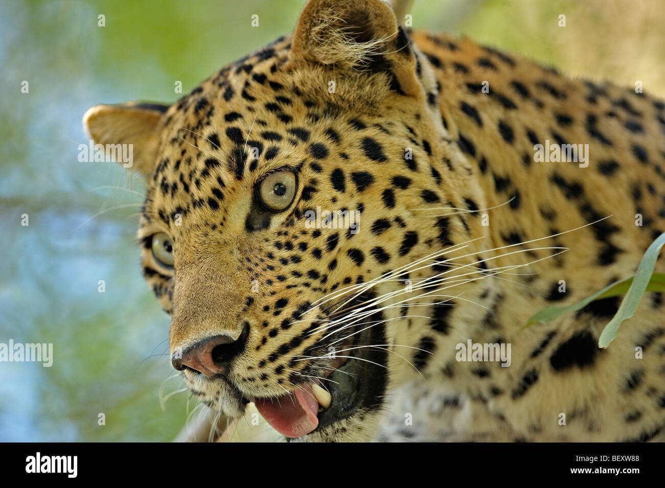 Leopard sur un arbre dans la réserve de tigres de Ranthambhore Banque D'Images