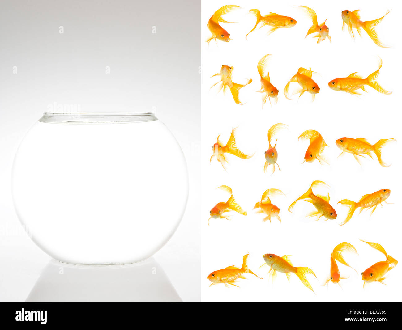 Un bol vide et 20 poissons rouges Fantail qui peuvent être découpés, redimensionnées et placés dans le bol. Il s'agit d'un fichier de 140 Mo. Banque D'Images