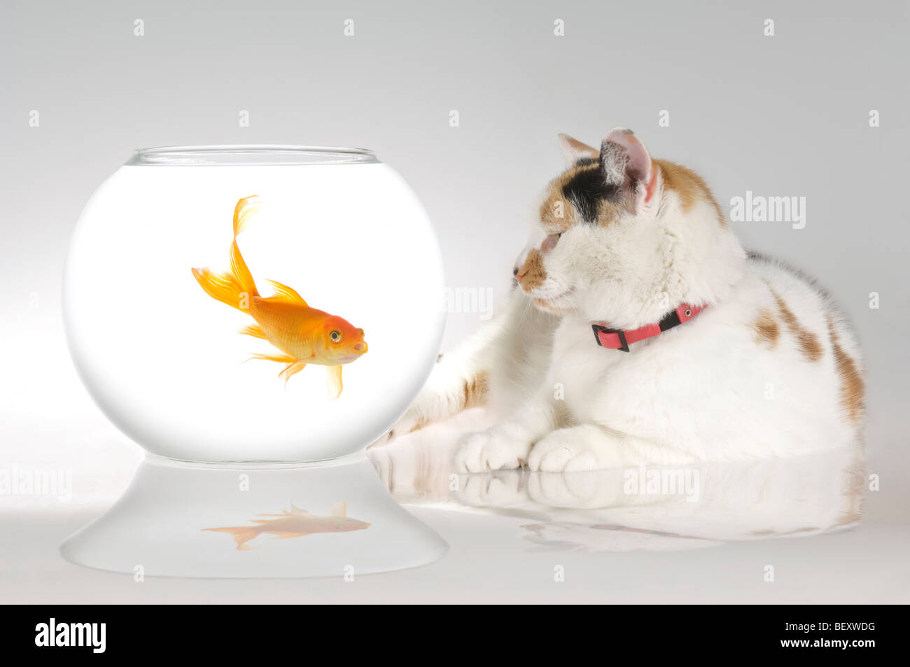 Un chat (Felis catus) à côté d'une ambiance détendue le carassin (Carassius auratus) dans un bol. Banque D'Images