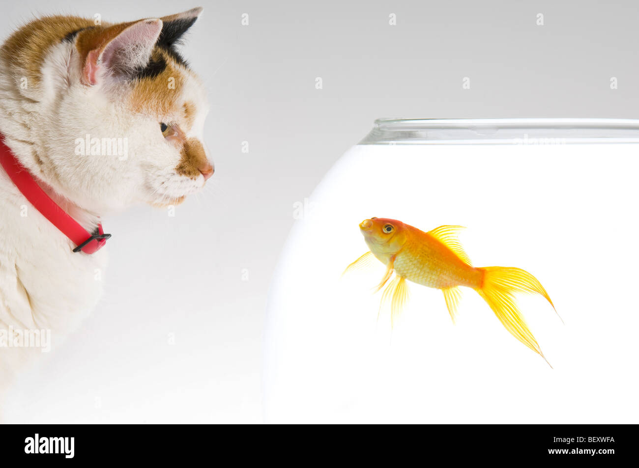 Un chat (Felis catus) à côté d'une ambiance détendue le carassin (Carassius auratus) dans un bol. Banque D'Images