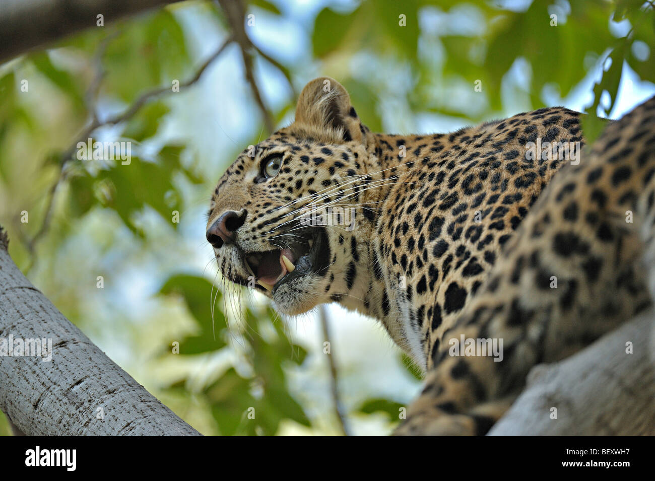 Leopard sur un arbre dans la réserve de tigres de Ranthambhore Banque D'Images