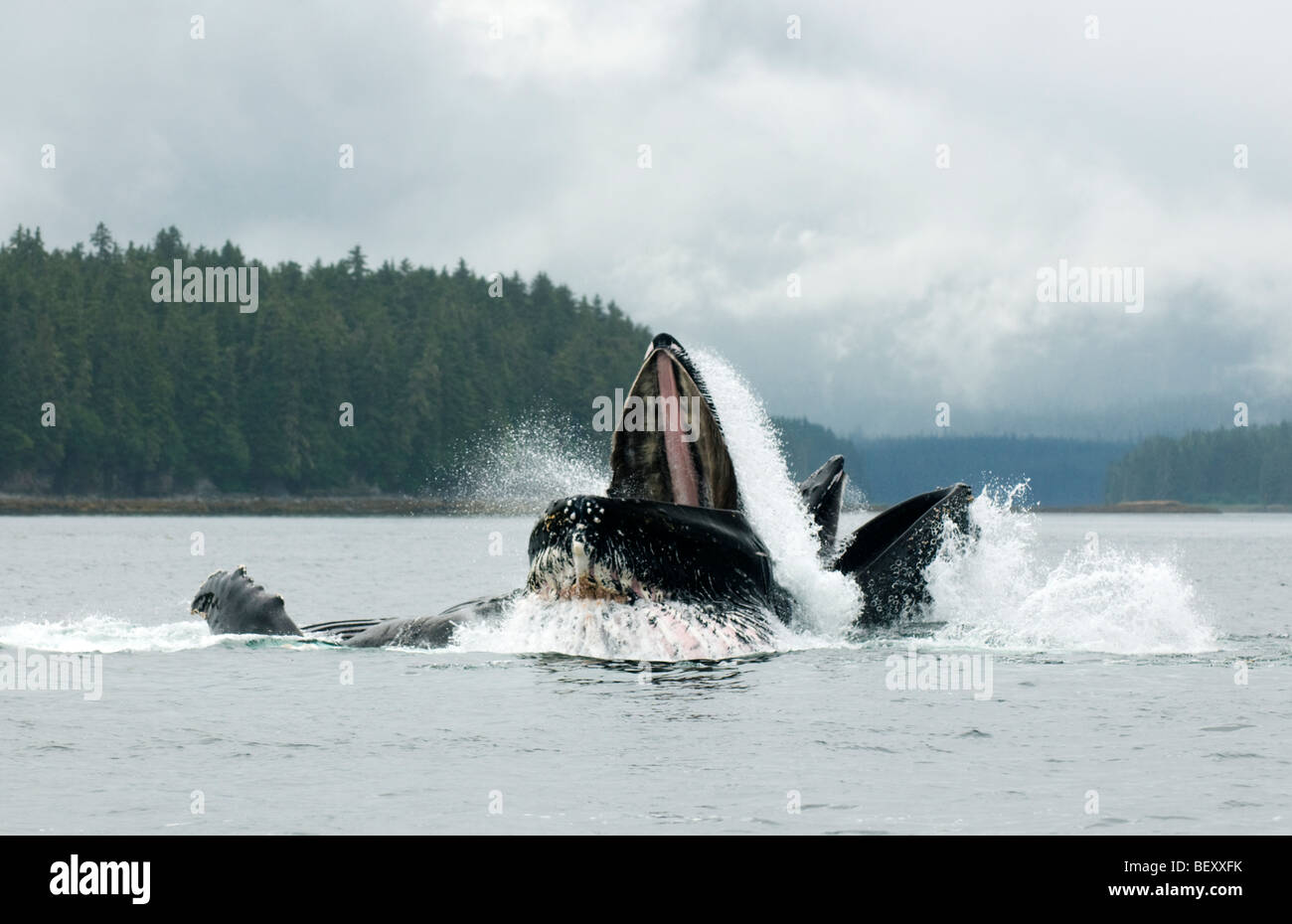 Les baleines à bosse (Megaptera novaeangliae) Bubble-net, l'alimentation, du détroit de Chatham SE Alaska Banque D'Images