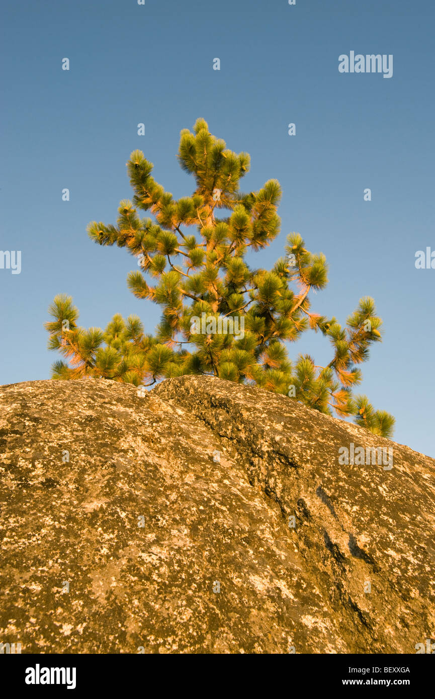 Le pin ponderosa et bloc de granite, parc d'État Sand Harbor, Lake Tahoe, Nevada Banque D'Images