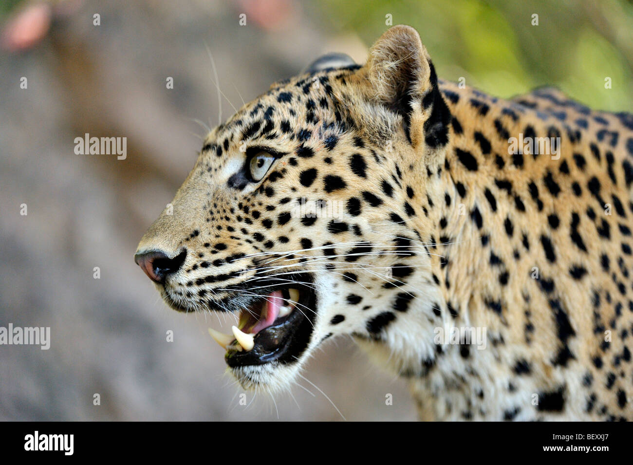 Gros plan d'une tête de léopard dans la réserve de tigres de Ranthambhore Banque D'Images
