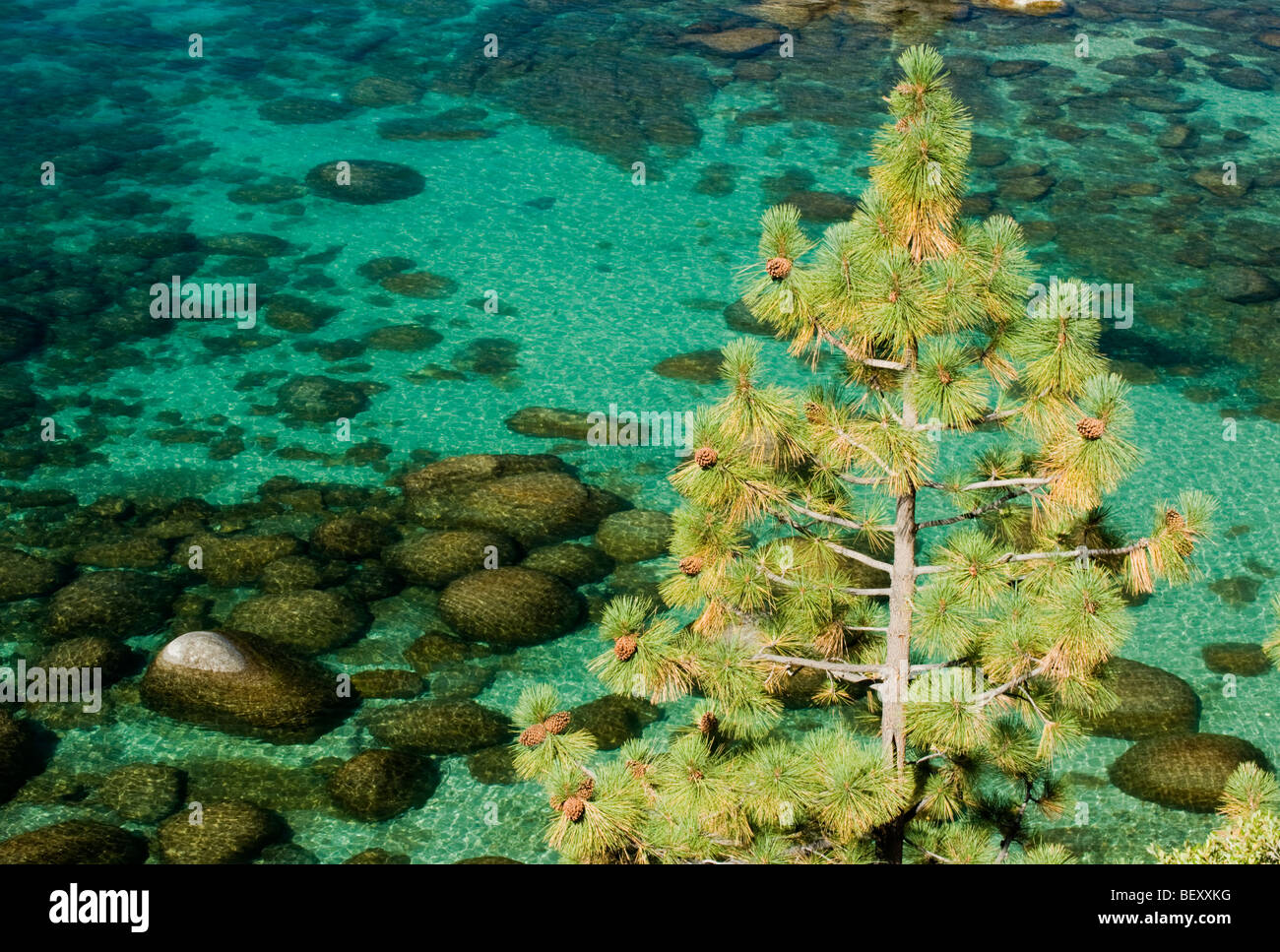 Le pin ponderosa et les rochers de granit, parc d'État Sand Harbor, Lake Tahoe, Nevada Banque D'Images