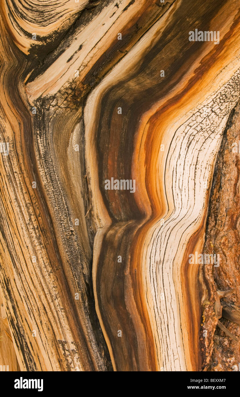 Bristlecone Pine (Pinus longaeva) plus vieux vivant, détail de bois cordé, Montagnes Blanches, en Californie Banque D'Images