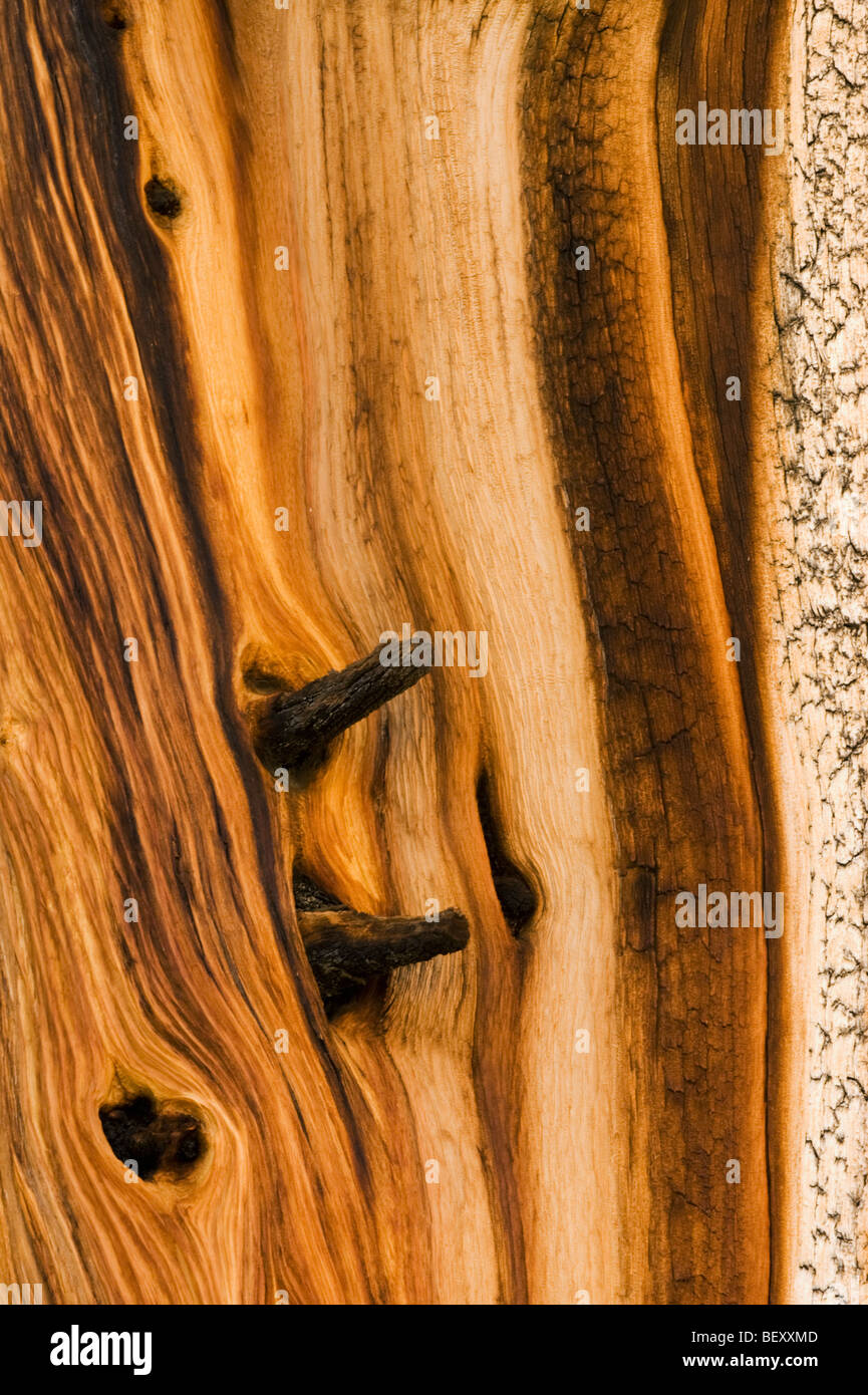 Bristlecone Pine (Pinus longaeva) plus ancien des choses vivantes, Patriarche Grove, Montagnes Blanches, en Californie : Détail de bois ancien Banque D'Images