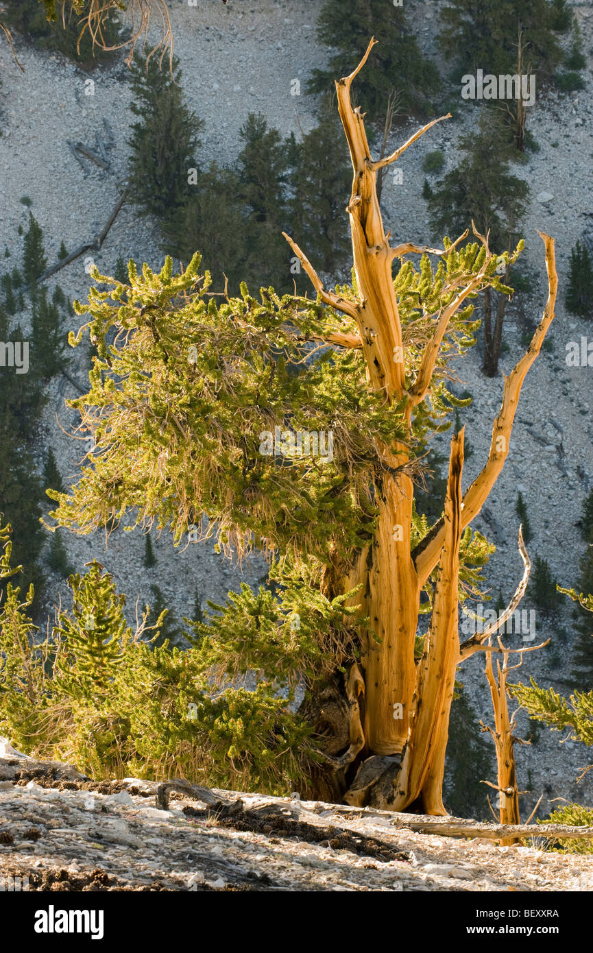 Bristlecone Pine (Pinus longaeva) plus ancien des choses vivantes, Patriarche Grove, Montagnes Blanches, en Californie Banque D'Images