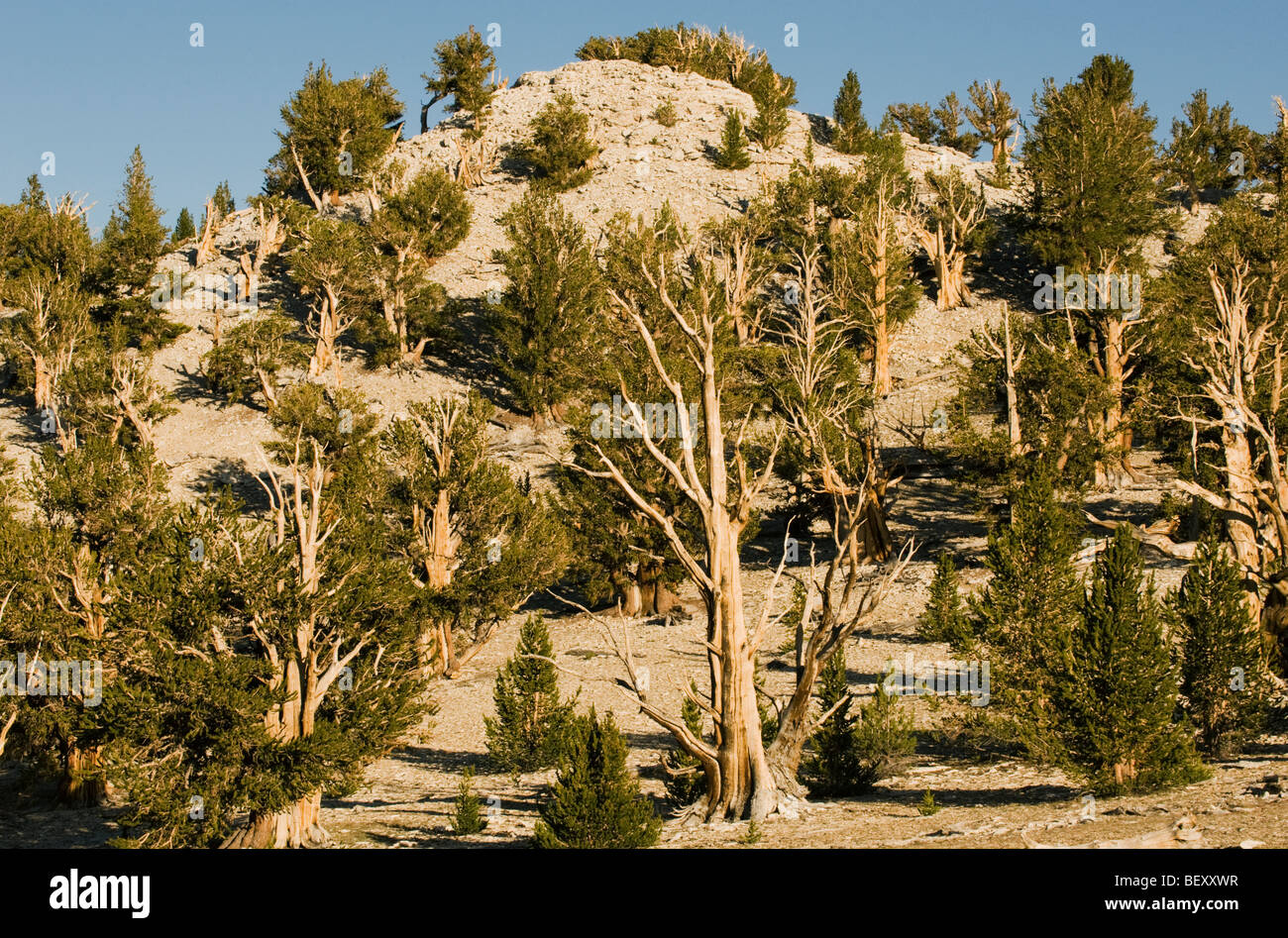 Bristlecone Pine (Pinus longaeva) plus ancien des choses vivantes, Patriarche Grove, Montagnes Blanches, en Californie Banque D'Images