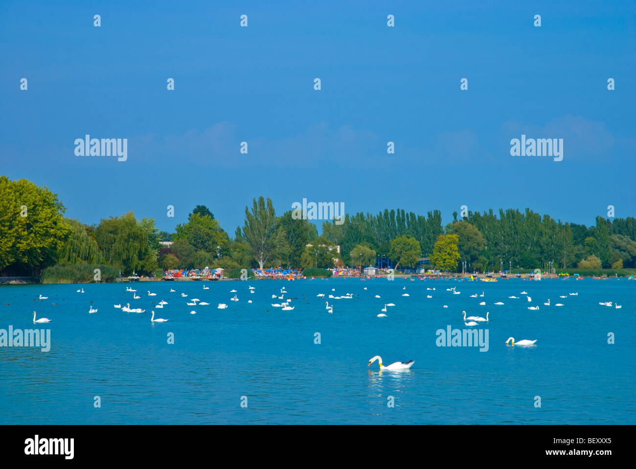 Cygnes en face de Balatonfüred au lac Balaton en Hongrie Europe Banque D'Images