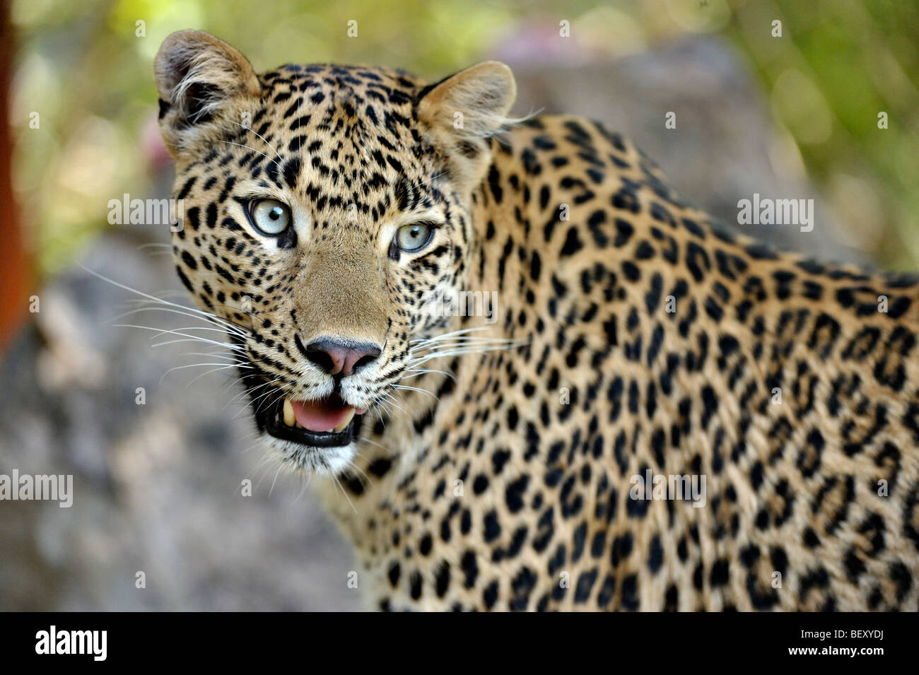 Gros plan d'une tête de léopard dans la réserve de tigres de Ranthambhore Banque D'Images