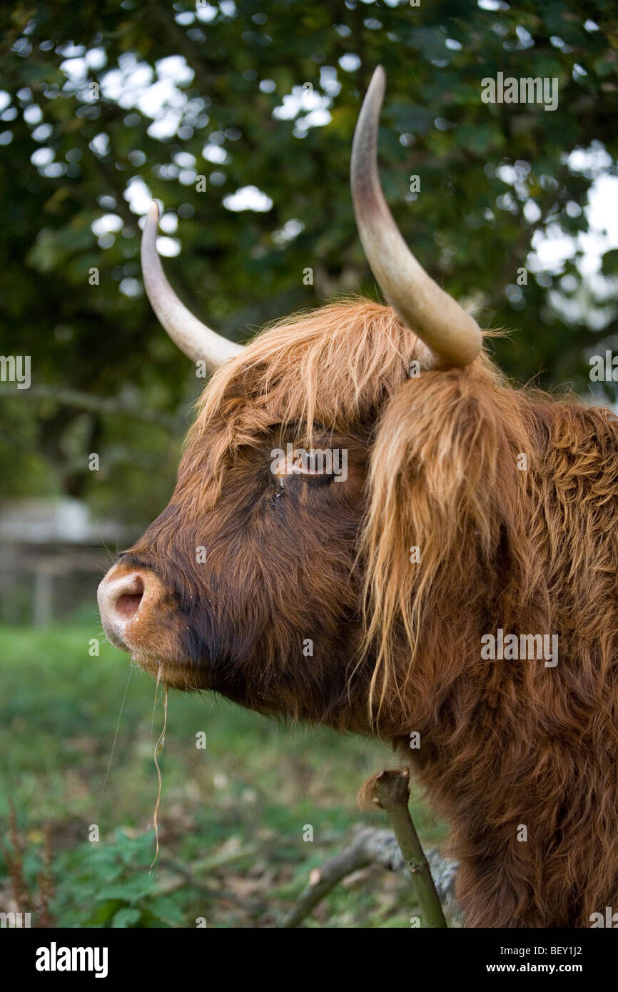 Avec des cornes de vache highland écossais Banque D'Images