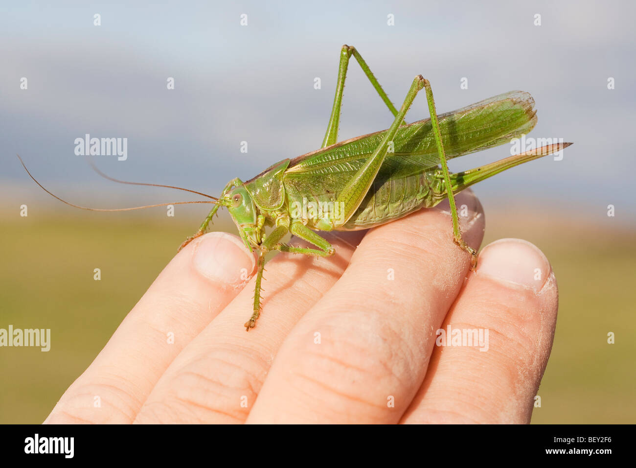 Grand Green Bush-cricket tenue à la main, Dorset, UK Banque D'Images