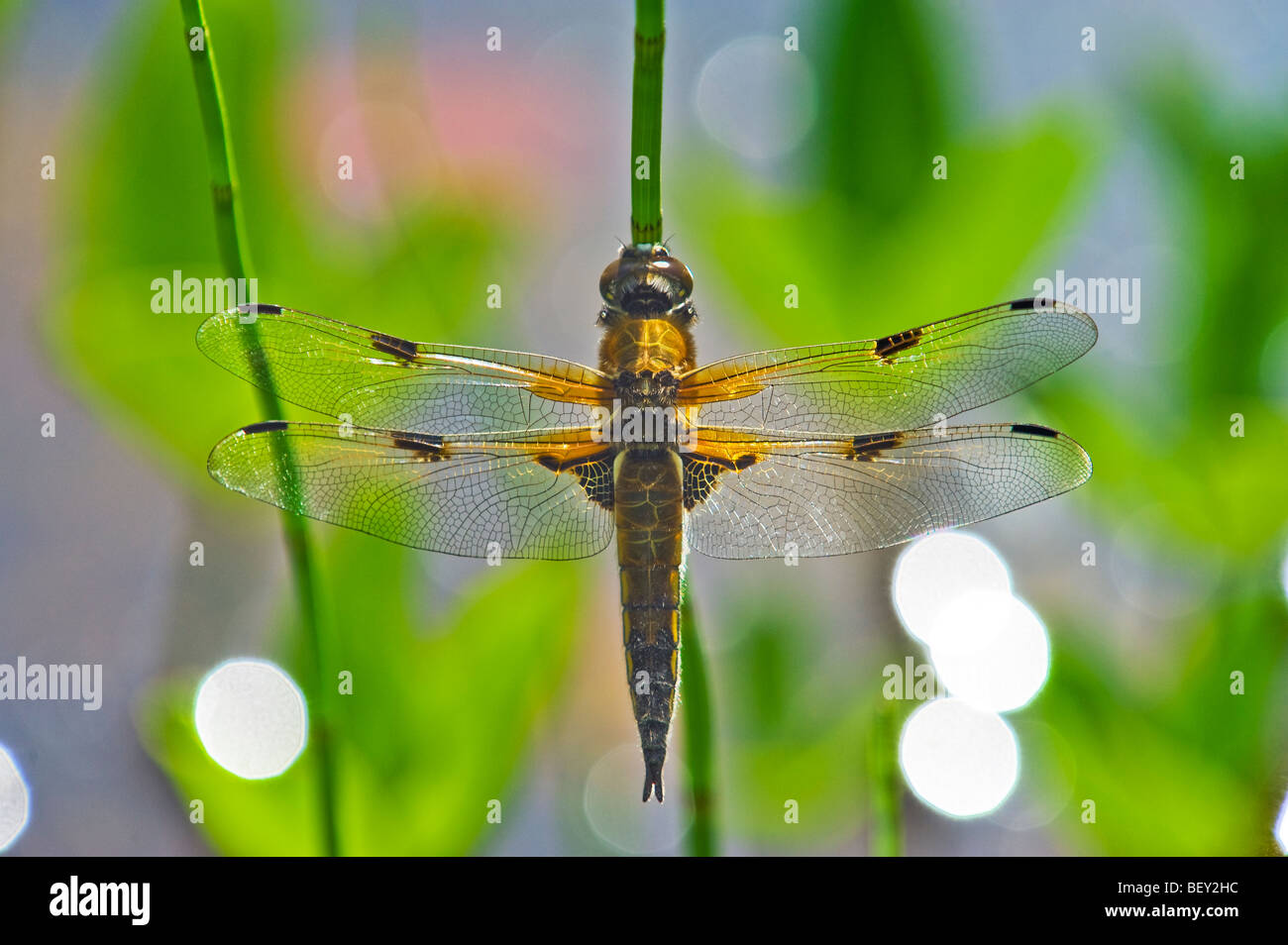 Bleu brun vert libellule 56.46 oeufs reproduction portant l'usine d'eau en gros oeuf 56.46 Séance libellule pond Banque D'Images