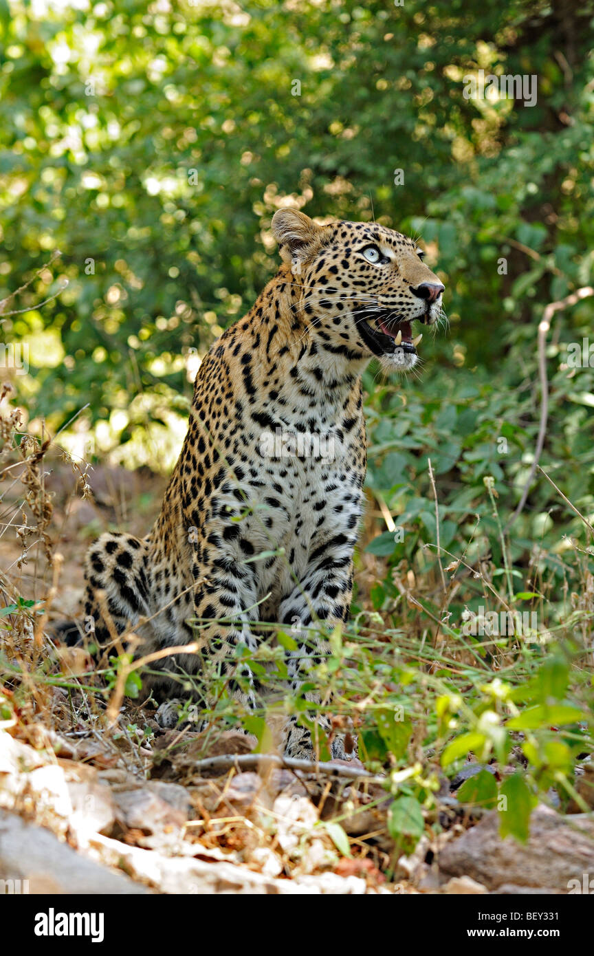 Leopard assis sur les pistes dans la réserve de tigres de Ranthambhore Banque D'Images