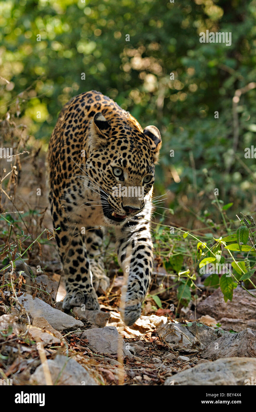 Leopard guette dans la réserve de tigres de Ranthambhore Banque D'Images
