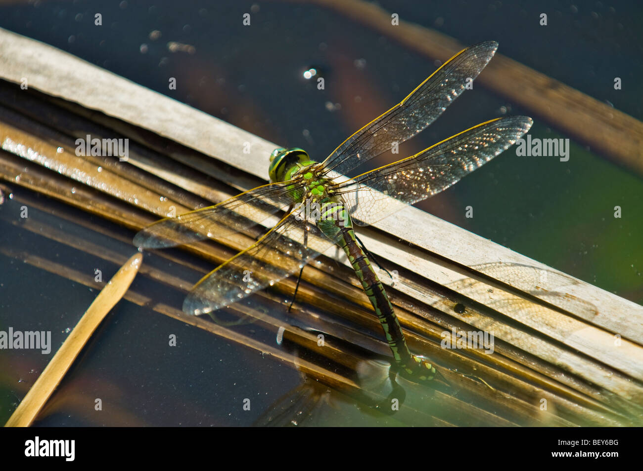 Bleu brun vert libellule 56.46 oeufs reproduction portant l'usine d'eau en gros oeuf 56.46 Séance libellule pond Banque D'Images