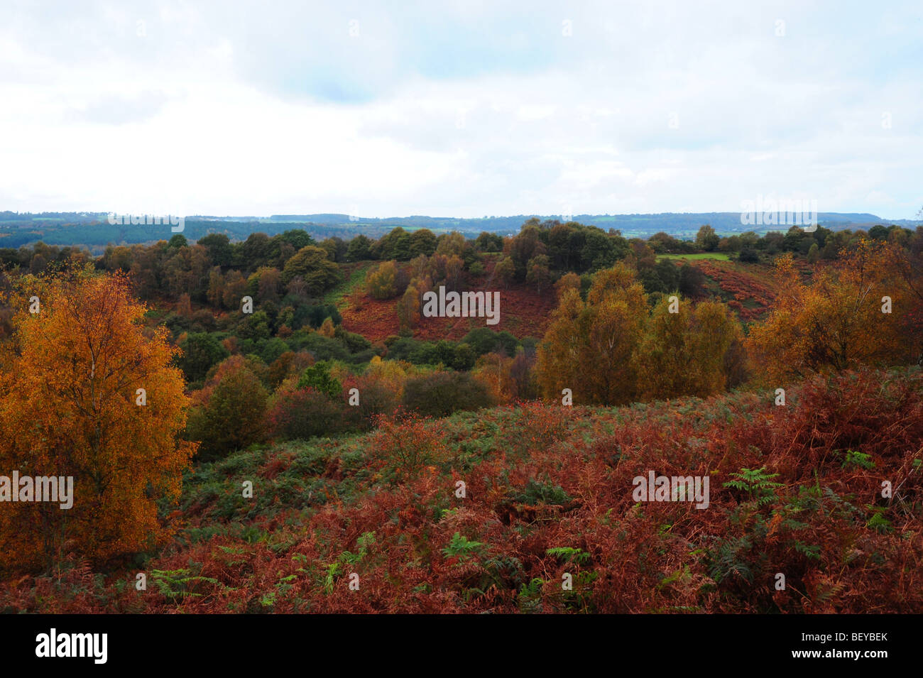 Couleurs d'automne dans le Staffordshire Banque D'Images